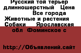 Русский той-терьер длинношерстный › Цена ­ 7 000 - Все города Животные и растения » Собаки   . Ярославская обл.,Фоминское с.